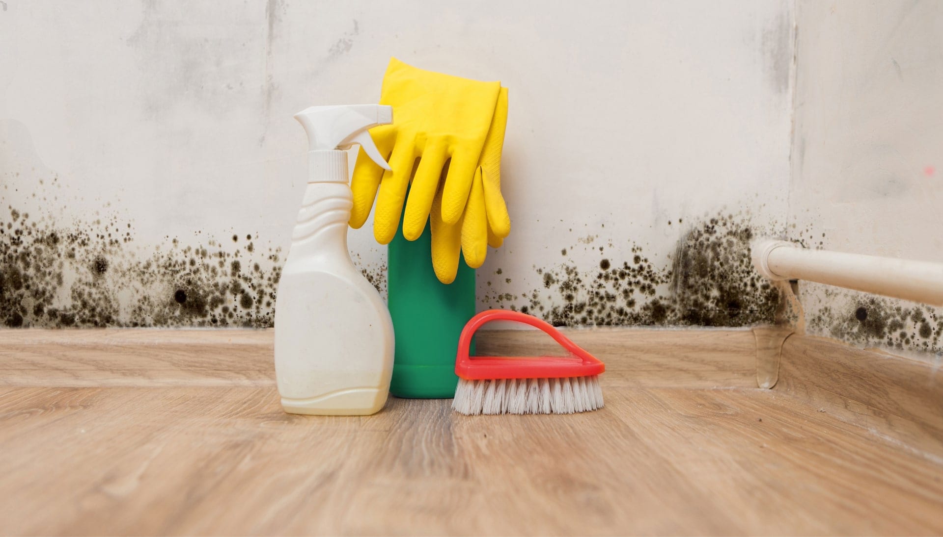 Know About Mold Removal In Naperville