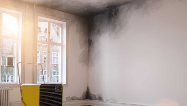 Professional Mold Removal in Naperville Get a Quote